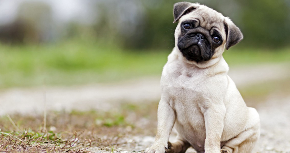 pug چیست و چه کاربردی دارد